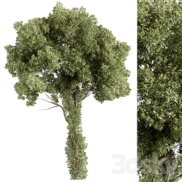 Elm Tree – Tree Set 230 3ds Max - thumbnail 1