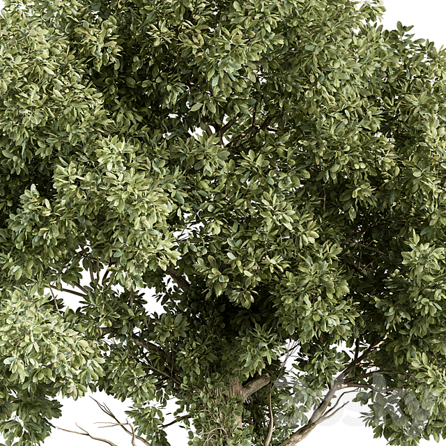 Elm Tree – Tree Set 230 3ds Max - thumbnail 2