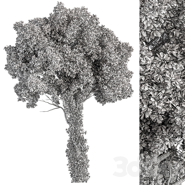 Elm Tree – Tree Set 230 3ds Max - thumbnail 3