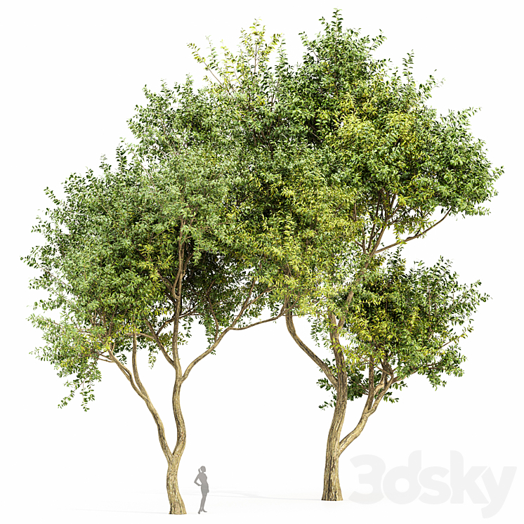 Eucalyptus 2trees 3DS Max - thumbnail 1