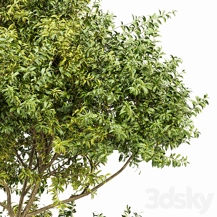 Eucalyptus 2trees 3DS Max - thumbnail 2