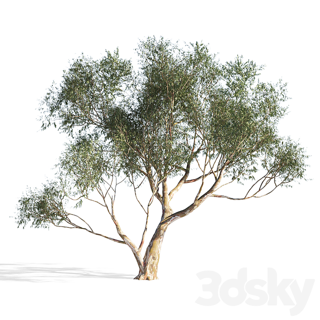 Eucalyptus 6 3ds Max - thumbnail 1