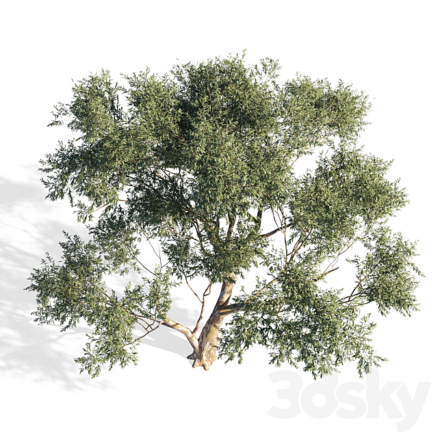 Eucalyptus 6 3ds Max - thumbnail 2