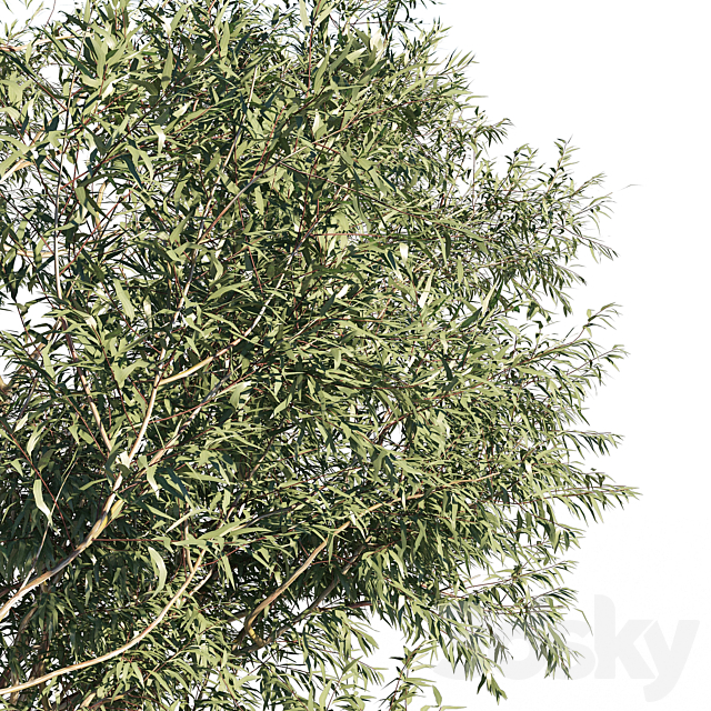 Eucalyptus 6 3ds Max - thumbnail 3