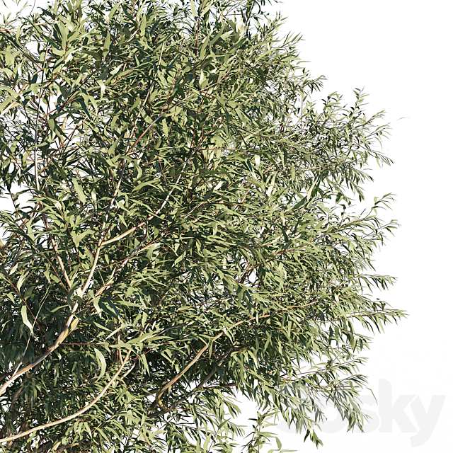 Eucalyptus 6 3dsMax Model - thumbnail 3