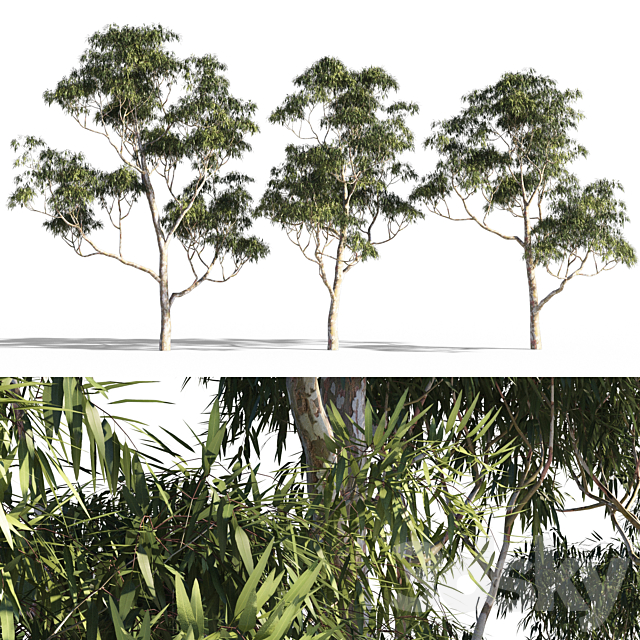 Eucalyptus 7 3ds Max - thumbnail 1