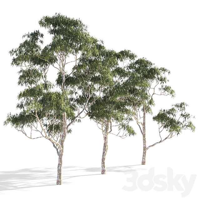 Eucalyptus 7 3ds Max - thumbnail 2