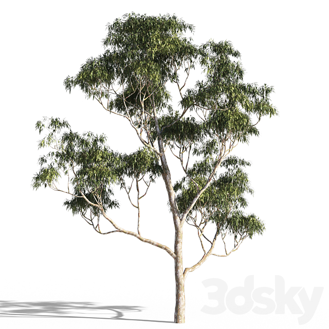 Eucalyptus 7 3ds Max - thumbnail 3