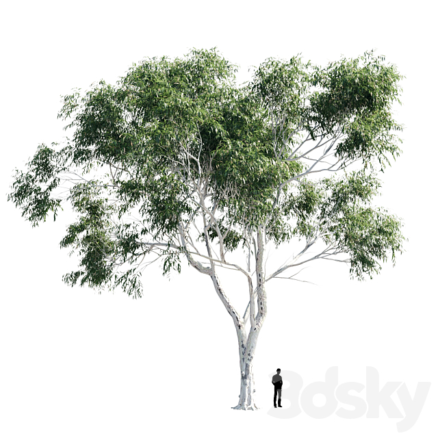 Eucalyptus 8 3DSMax File - thumbnail 1