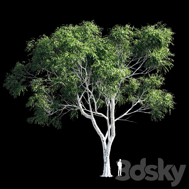 Eucalyptus 8 3DSMax File - thumbnail 2