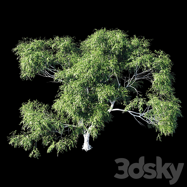 Eucalyptus 8 3DSMax File - thumbnail 3