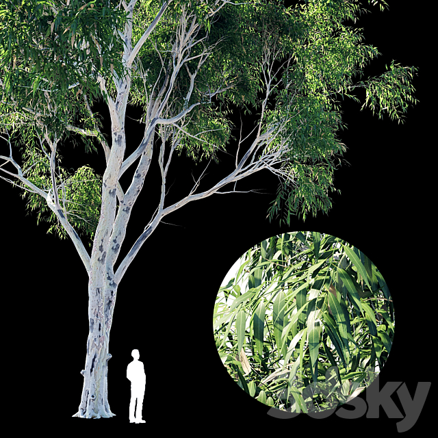 Eucalyptus 8 3DSMax File - thumbnail 5