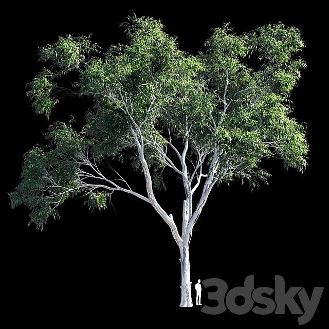 Eucalyptus 9 3DS Max Model - thumbnail 2