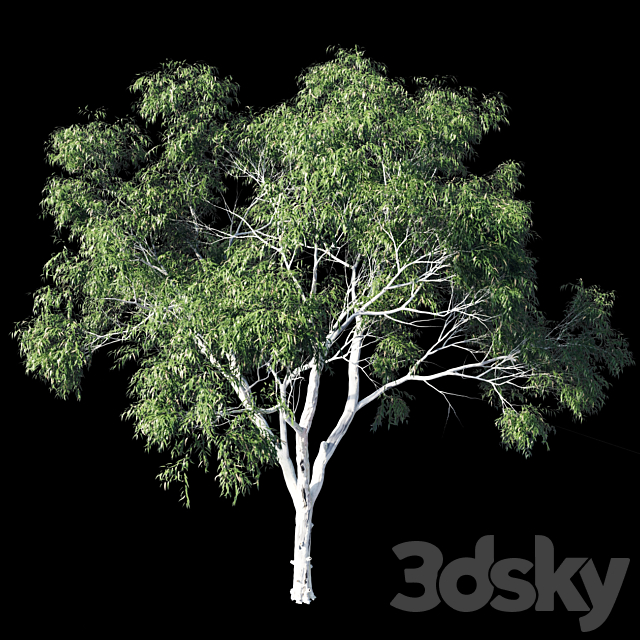 Eucalyptus 9 3DS Max Model - thumbnail 3