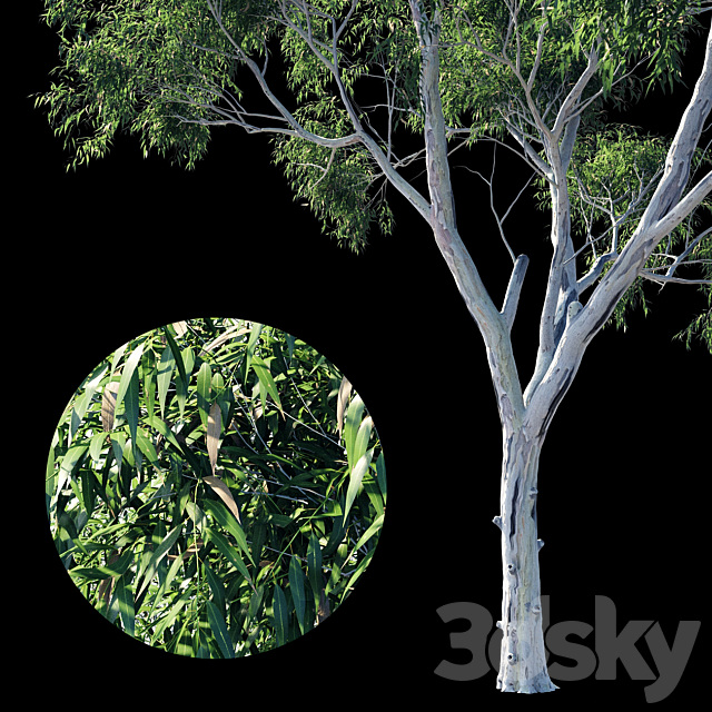 Eucalyptus 9 3DS Max Model - thumbnail 4