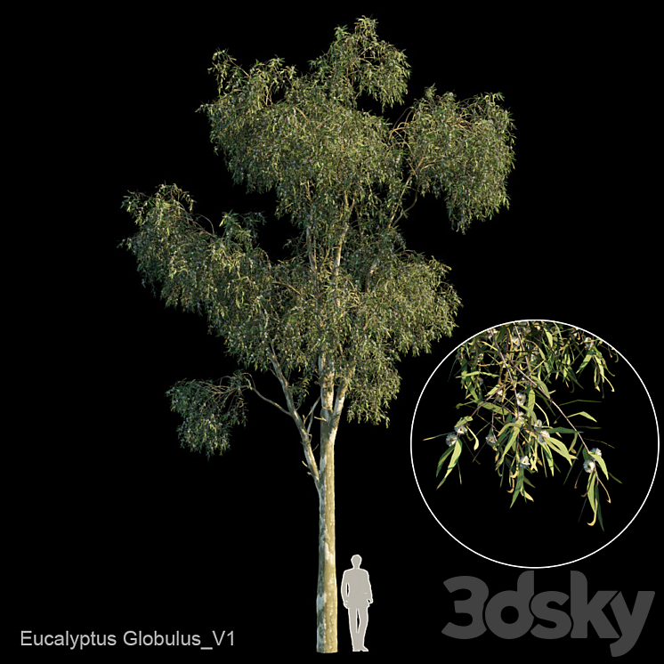 Eucalyptus globulus var1 3DS Max Model - thumbnail 1