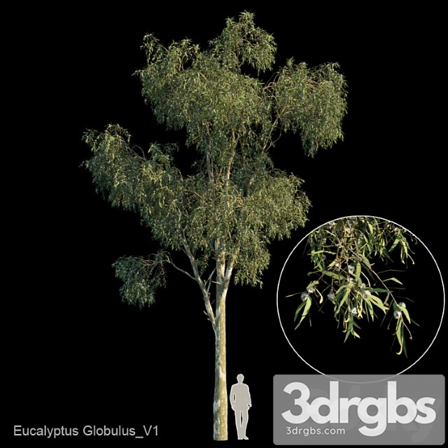 Eucalyptus globulus var1 - thumbnail 1