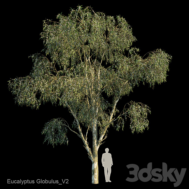 Eucalyptus Globulus Var2 3DS Max Model - thumbnail 1