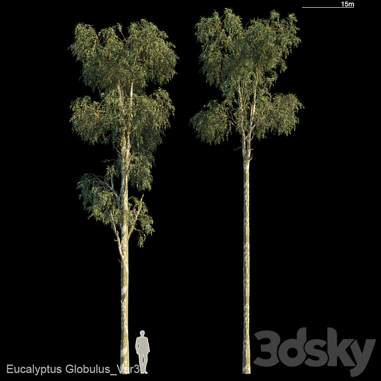 Eucalyptus Globulus Var3 3DS Max Model - thumbnail 3