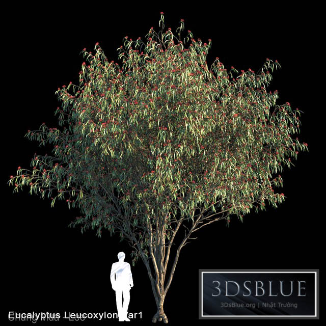 Eucalyptus Leucoxylon Var1 3DS Max - thumbnail 3