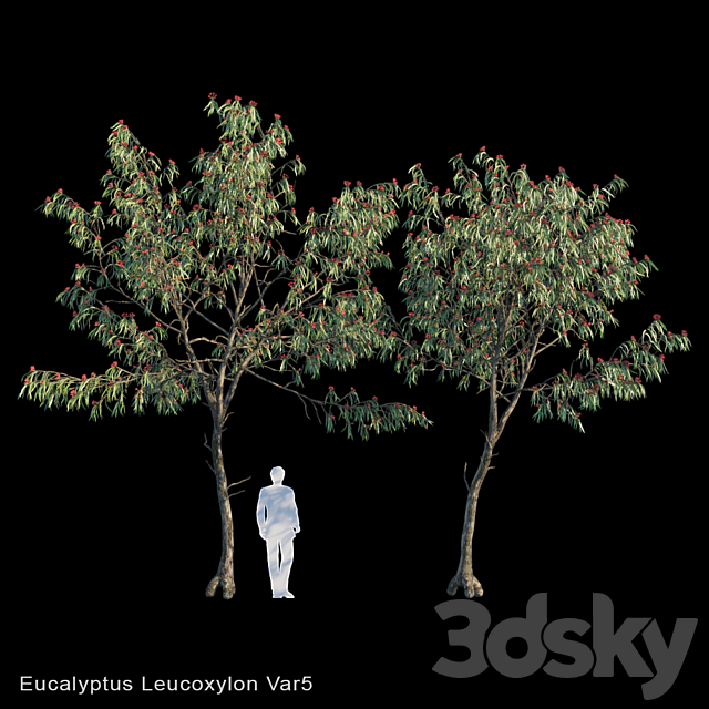 Eucalyptus Leucoxylon Var5 3ds Max - thumbnail 1