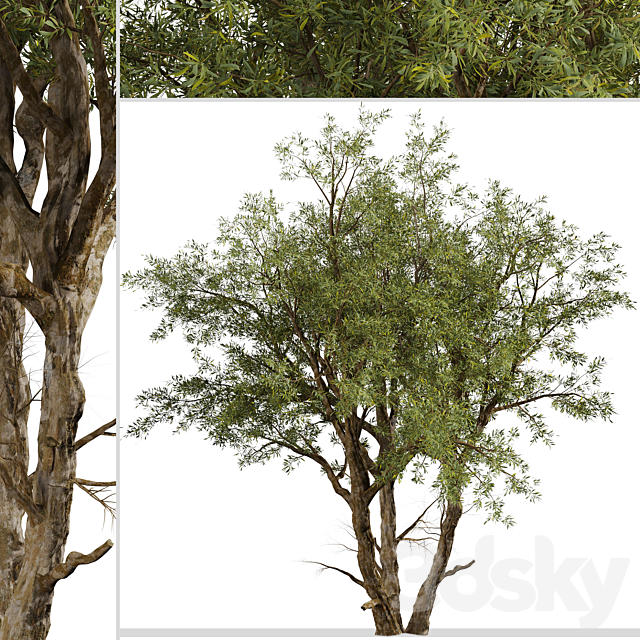 Eucalyptus Red Gum Tree (Eucalyptus camaldulensis) (1 Tree) 3ds Max - thumbnail 2