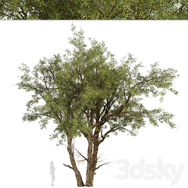 Eucalyptus Red Gum Tree (Eucalyptus camaldulensis) (1 Tree) 3ds Max - thumbnail 3