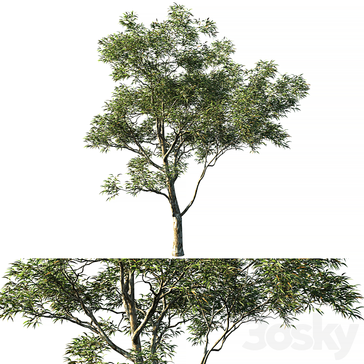 Eucalyptus saligna 03 3DS Max - thumbnail 1