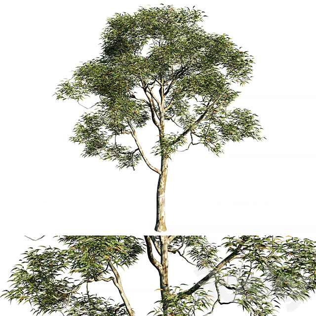 Eucalyptus saligna tree 02 3ds Max - thumbnail 1