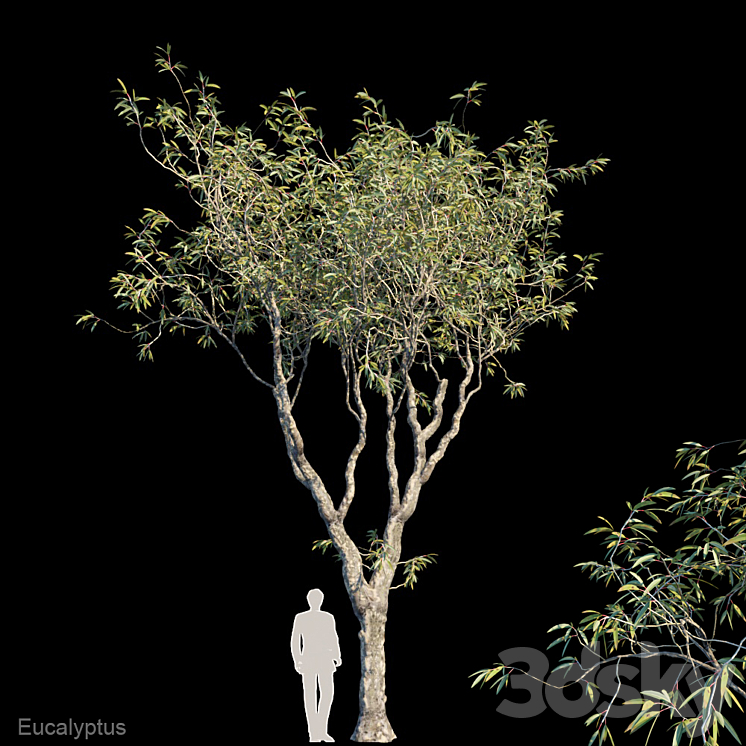 Eucalyptus trees 3DS Max - thumbnail 1