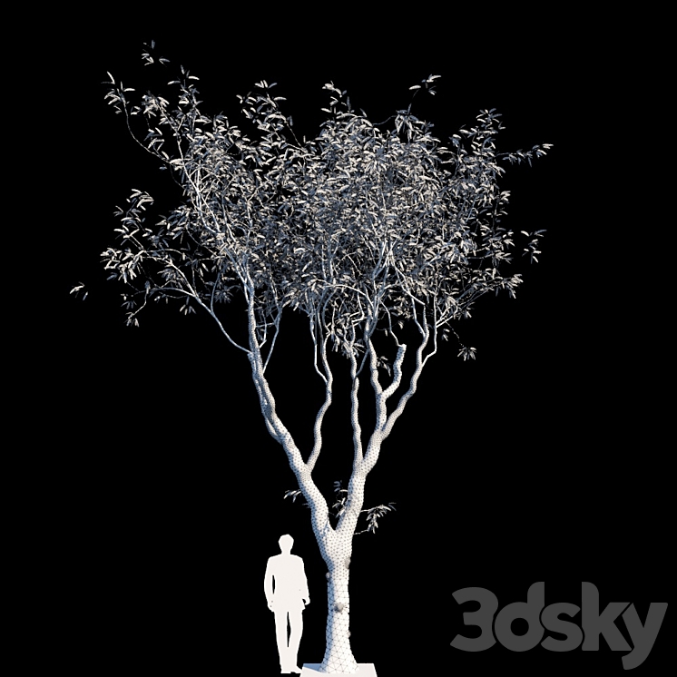 Eucalyptus trees 3DS Max - thumbnail 2