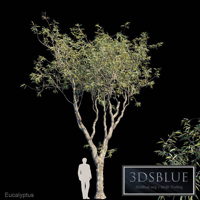 Eucalyptus trees 3DS Max - thumbnail 3