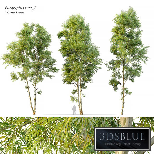 Eucalyptus_2 3DS Max - thumbnail 3