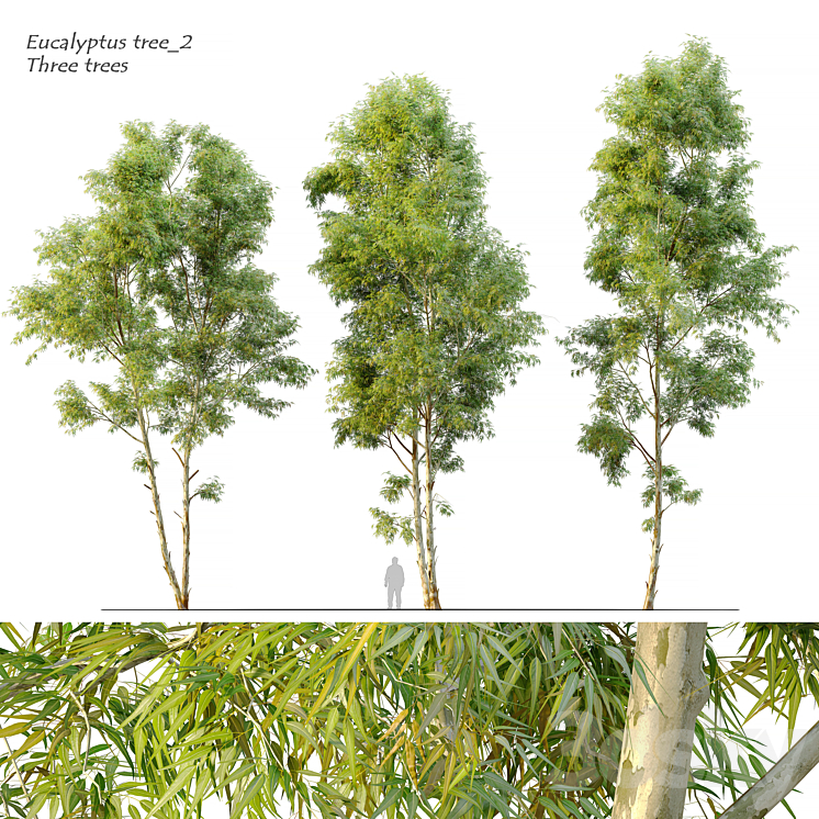 Eucalyptus_2 3DS Max - thumbnail 1