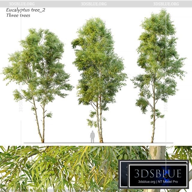 Eucalyptus_2 3DS Max - thumbnail 3