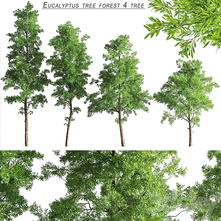 Eucalyptus_tree_forest_4_tree_vray 3DS Max - thumbnail 1