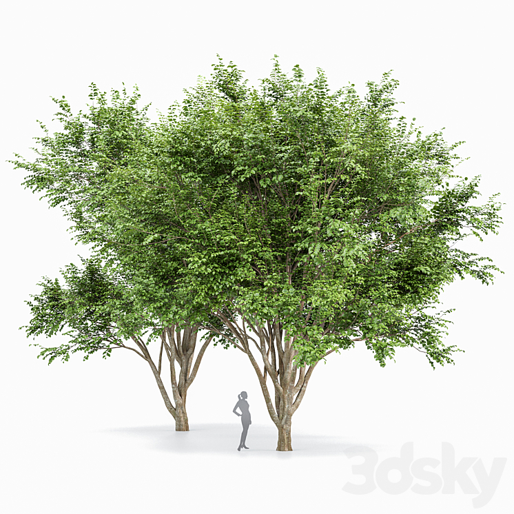 European Beech 2 Trees 3DS Max - thumbnail 1