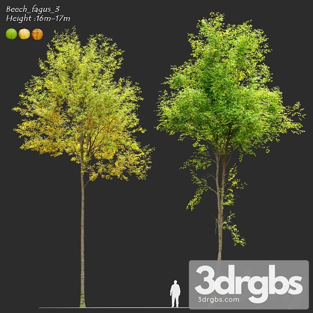 European Beech 3 3dsmax Download - thumbnail 1