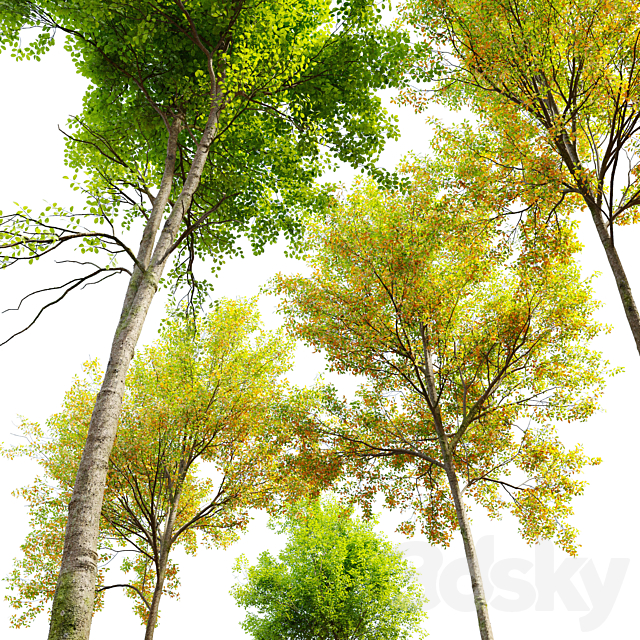 European beech_3 3ds Max - thumbnail 2