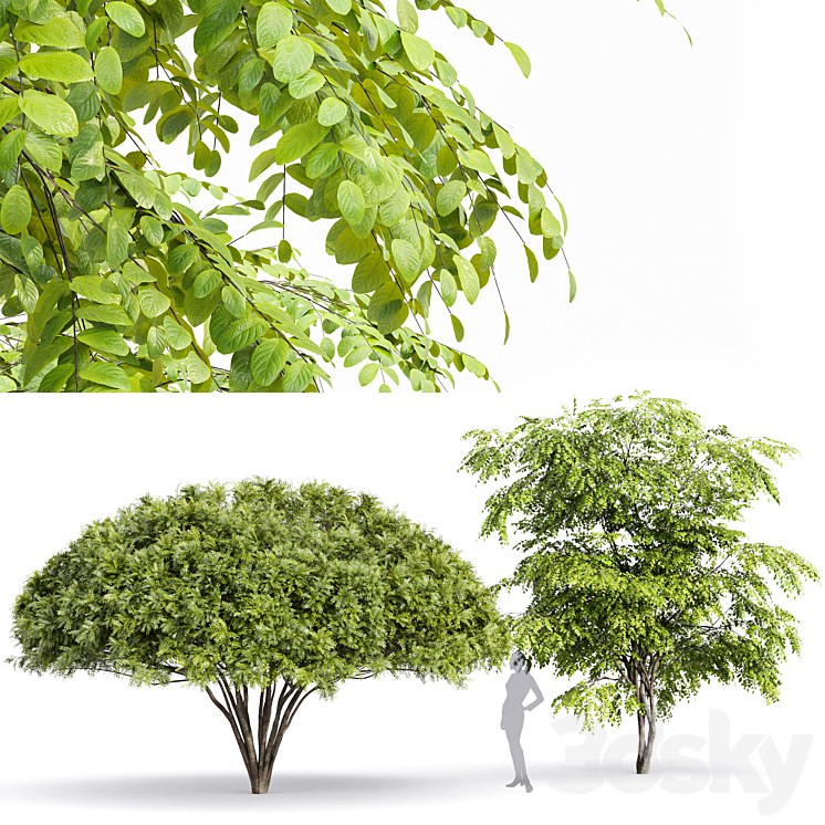 European Bladdernut Staphylea Pinnata and Palo verde trees 3DS Max - thumbnail 1