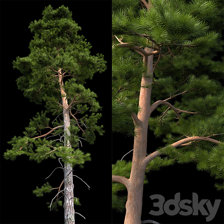 European pine 3DS Max - thumbnail 2