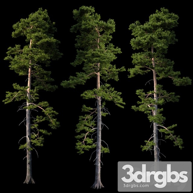 European Pine 3dsmax Download - thumbnail 1