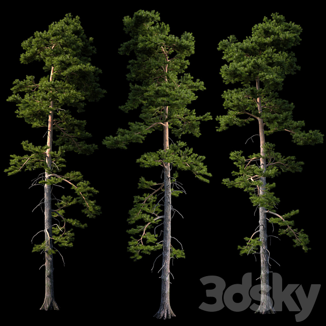 European pine 3DSMax File - thumbnail 1