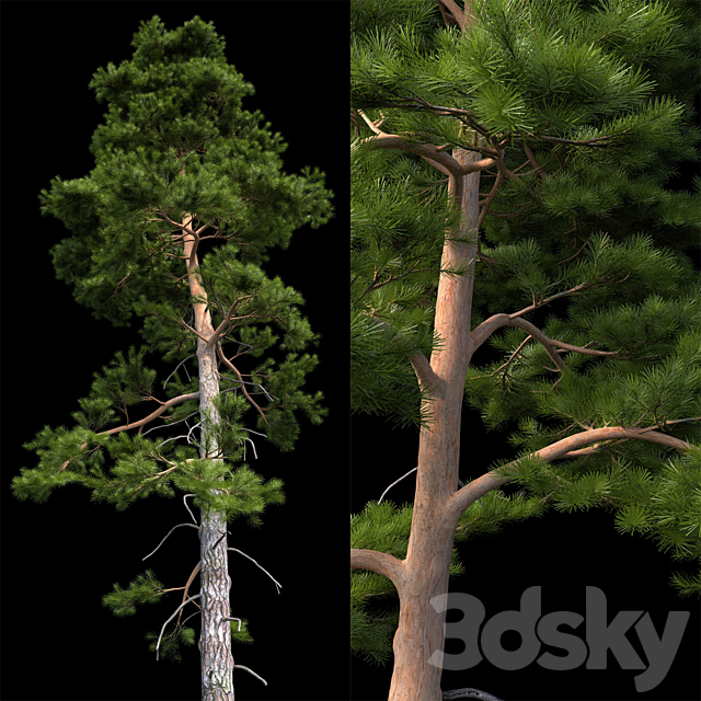 European pine 3DSMax File - thumbnail 2