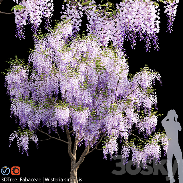 Fabaceae | Wisteria sinensis 04 3ds Max - thumbnail 1