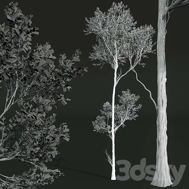 Fagus Grandifolia and Celtis Australis 3DS Max Model - thumbnail 7