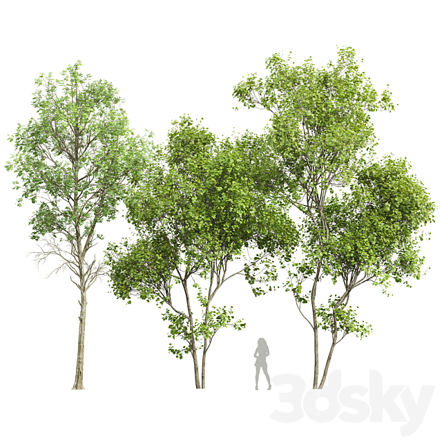 Fagus Sylvatica and Acer Saccharinum Summer 3ds Max - thumbnail 1