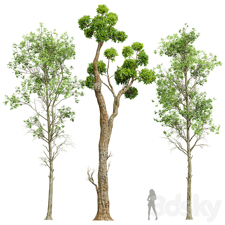 Fagus Sylvatica and Cinnamomum Camphora 3DS Max Model - thumbnail 1