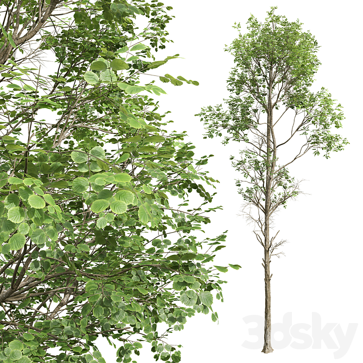 Fagus Sylvatica and Cinnamomum Camphora 3DS Max Model - thumbnail 2