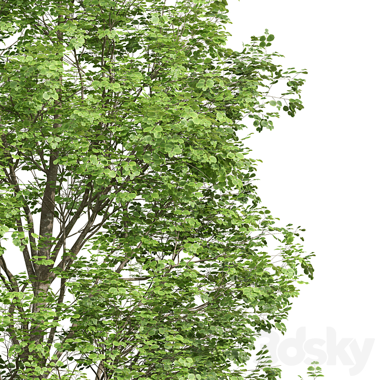 Fagus Sylvatica and Populus Tremuloides 3DS Max Model - thumbnail 2